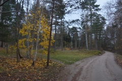 Mazirbe Rudens (5)